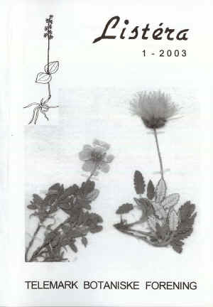 Reinrose (Dryas octopetala)