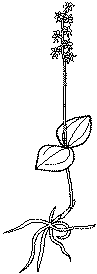 Småtveblad  (Listera cordata)
